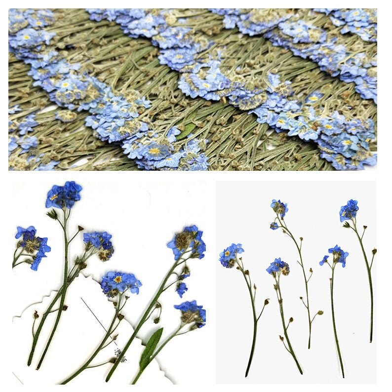 Pressed Forget-Me-Not Flowers: Dried Blue Wildflower Set (12 PCS)