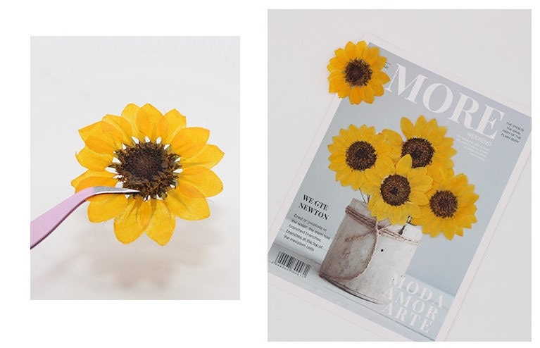 5 Orange Pressed Flowers, Natural Floral Embellishments (4-7cm)