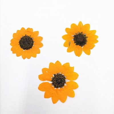 5 Orange Pressed Flowers, Natural Floral Embellishments (4-7cm)