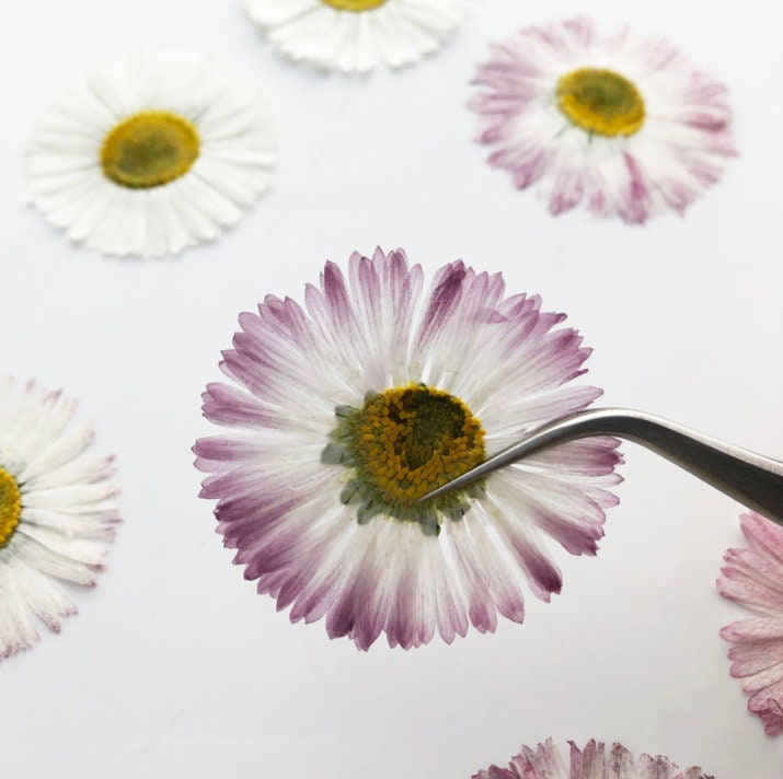 pressed Daisy flowers,A Pack of 6 PCS dried Pressed flowers,dried flower,Real Dried Pressed flowers,Big Purple,White Daisies