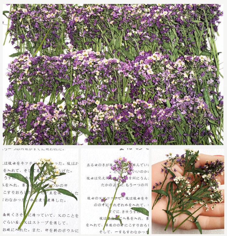 White Pressed Alyssum Flowers: Set of 12 Dried Flower Stems