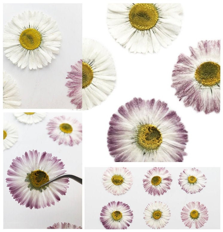 Larger pressed Daisy flowers,White Daisies 6 PCS /Pack dried Pressed flowers,dried flower,Real Dried Pressed flowers,Purple,White Daisies