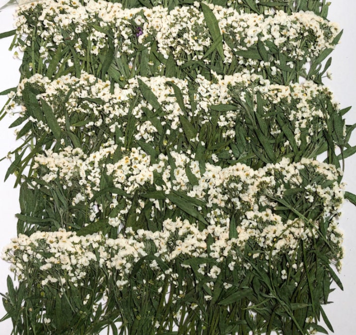 White Pressed Alyssum Flowers: Set of 12 Dried Flower Stems