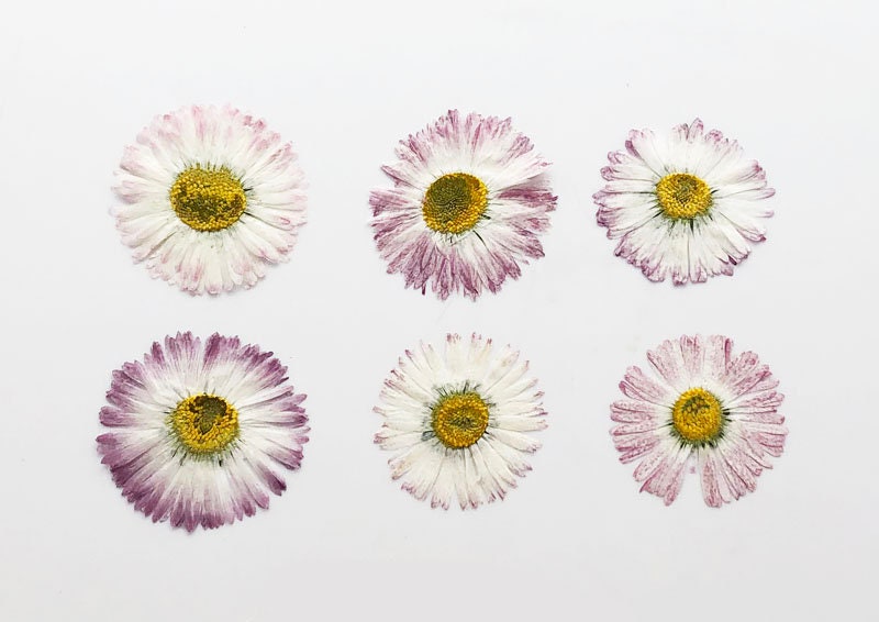 Larger pressed Daisy flowers,White Daisies 6 PCS /Pack dried Pressed flowers,dried flower,Real Dried Pressed flowers,Purple,White Daisies