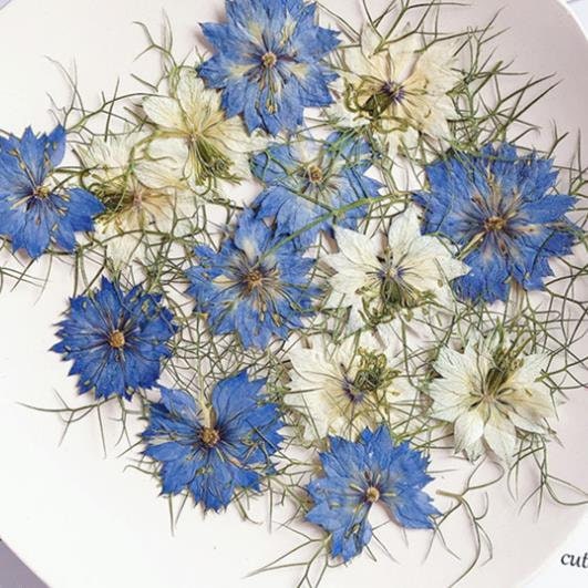White Nigella Pressed Flowers - Delicate Floral Embellishments (6 PCS/Pack)