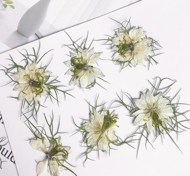 White Nigella Pressed Flowers - Delicate Floral Embellishments (6 PCS/Pack)
