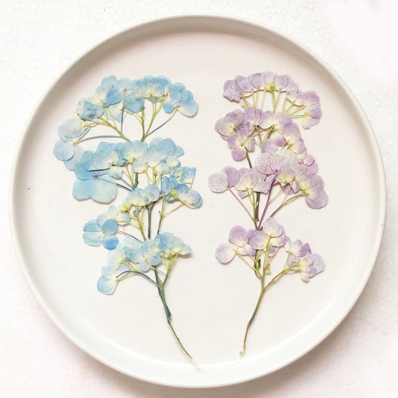 Pressed Hydrangea Flowers, Blue Purple Stems, Resin Crafts (6 PCS/Pack)