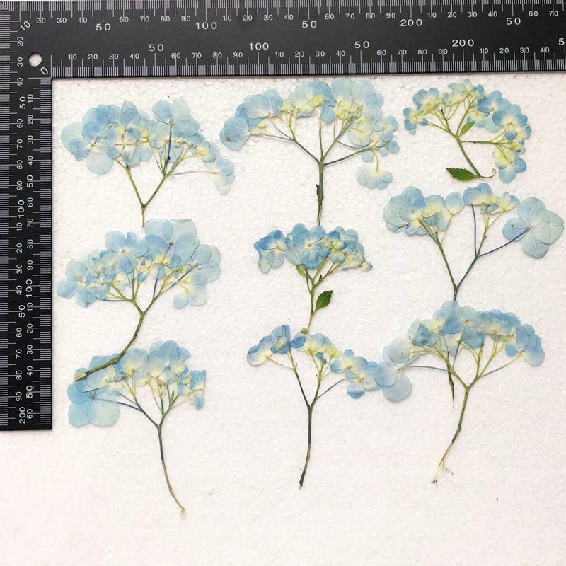 Pressed Hydrangea Flowers: Dried Blue Purple Floral Stems (6 PCS/Pack)