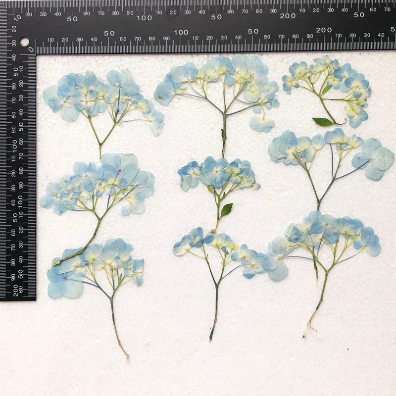 Pressed Hydrangea Flowers, Blue Purple Stems, Resin Crafts (6 PCS/Pack)