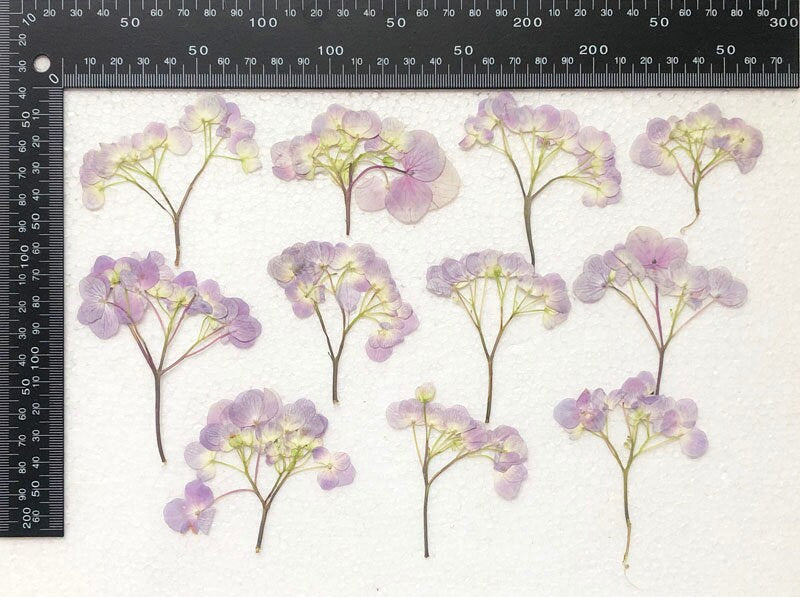 Pressed Hydrangea Flowers: Dried Blue Purple Floral Stems (6 PCS/Pack)