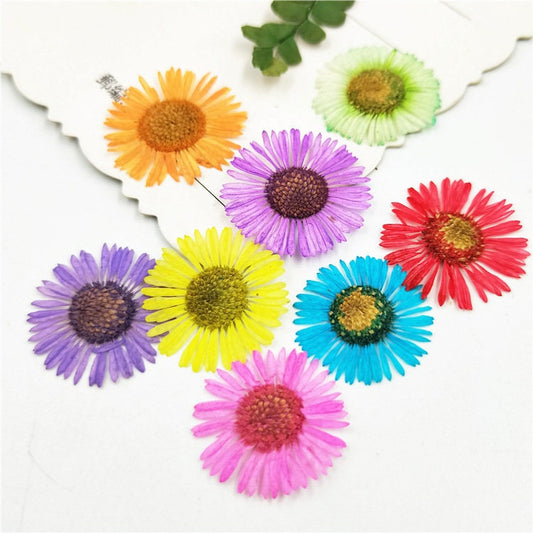 Pressed Flowers,12 PCS/pack,purple Pink,red, yellow, pink,orange,green,white Dried Flower,Pressed Flowers Real Flat Dry Preserved Flower