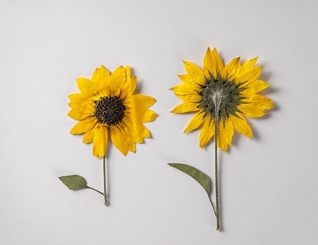 Pressed Flower,Sunflower Pressed Flower,Set of 2 PCS,Pressed Yellow Dried Flower Stem Real Pressed Flowers Dry Natural Preserved Flowers