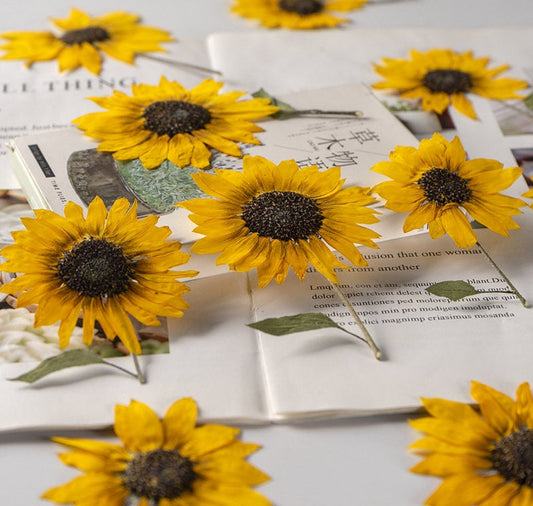 Pressed Flower,Sunflower Pressed Flower,Set of 2 PCS,Pressed Yellow Dried Flower Stem Real Pressed Flowers Dry Natural Preserved Flowers