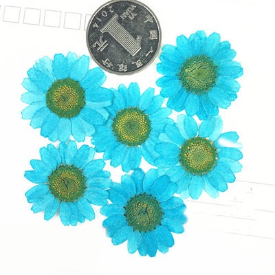 Chrysanthemum Pressed Flowers: Colorful Dried Flowers for Resin (Set of 12)