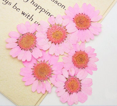Chrysanthemum Pressed Flowers: Colorful Dried Flowers for Resin (Set of 12)