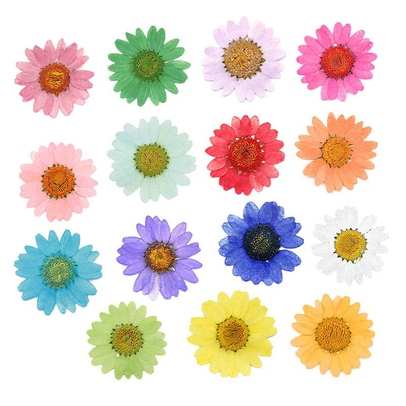 Chrysanthemum Pressed Flowers: Colorful Dried Flowers for Resin (Set of 12)