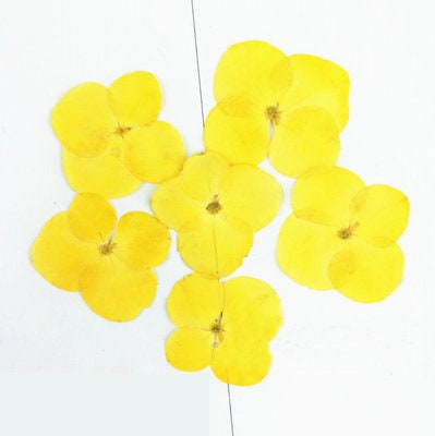 Pressed Flowers,blue Pressed Flowers,Set of 12 PCS, Pressed dried flower,Flat Flowers,Hydrangea dried flower petals,flower (1.5-2cm)