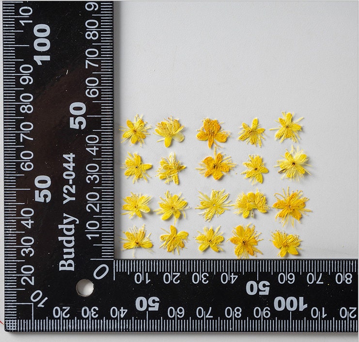 Yellow Pressed Flowers, Symplocos Paniculata, Dried Flower Petals (12 PCS)