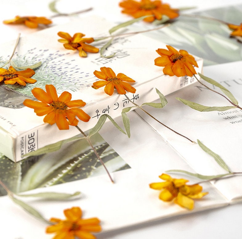 Orange Pressed Flowers, Resin Art Supplies, 8 PCS
