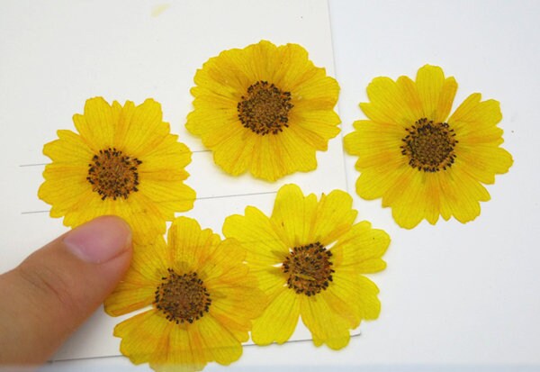12 PCS Pressed Chrysanthemum Flowers: Real Dried Floral Petals