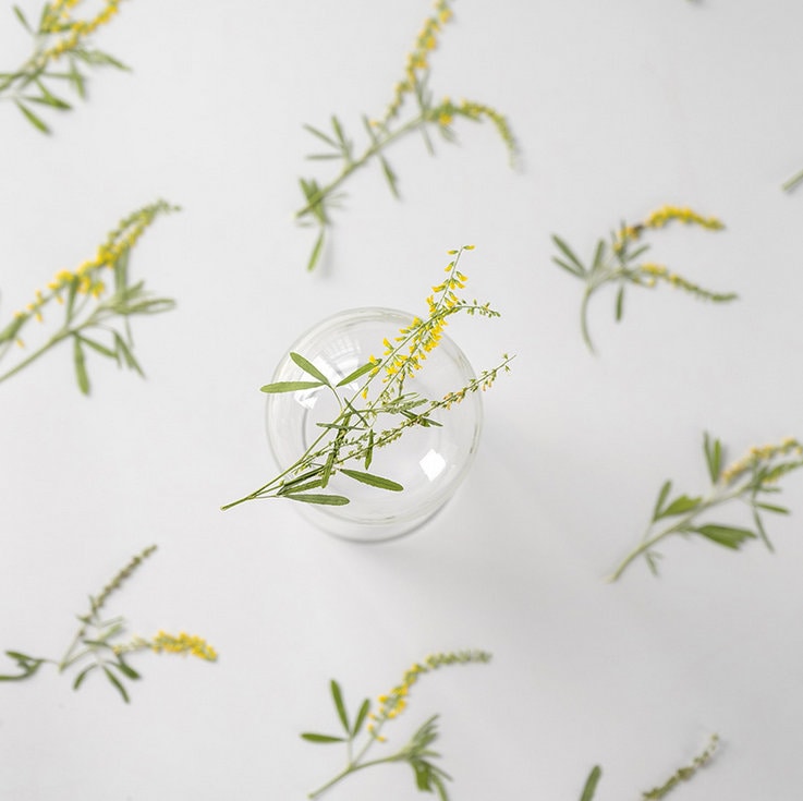 pressed flowers,yellow flowers,10 pcs/pack,Pressed Flowers Dried Real Natural Dry Flower Leaf Flat Wild Leaves Greeny Preserved Flowers