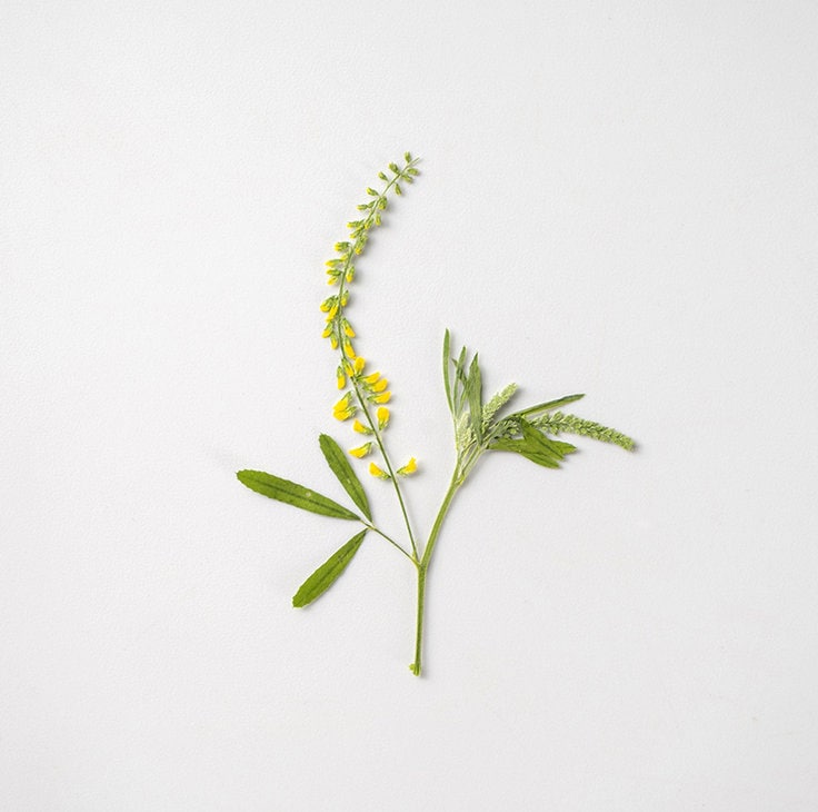 pressed flowers,yellow flowers,10 pcs/pack,Pressed Flowers Dried Real Natural Dry Flower Leaf Flat Wild Leaves Greeny Preserved Flowers