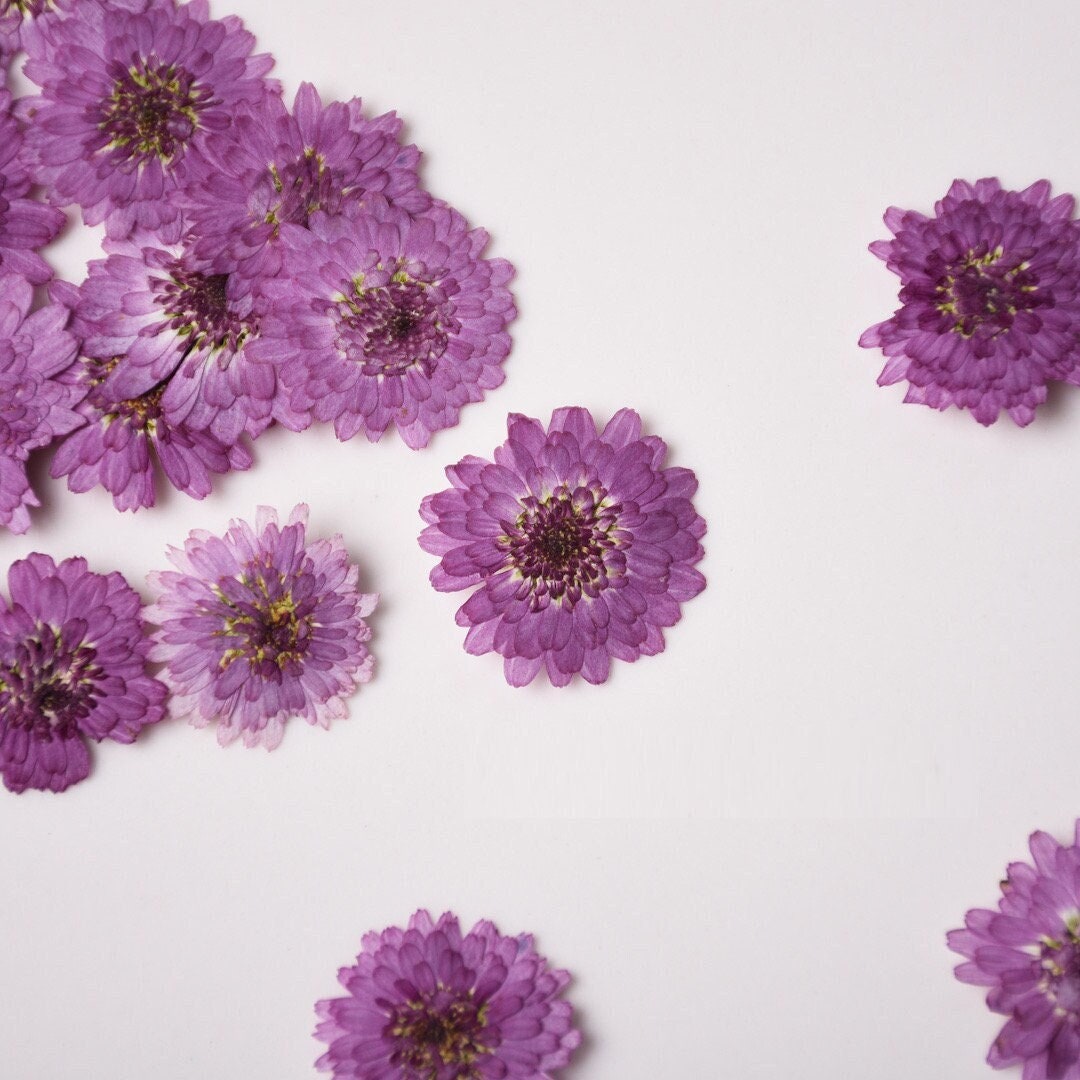 10 Purple Pressed Chrysanthemum Flowers, Natural Dried Flowers for Resin Crafts