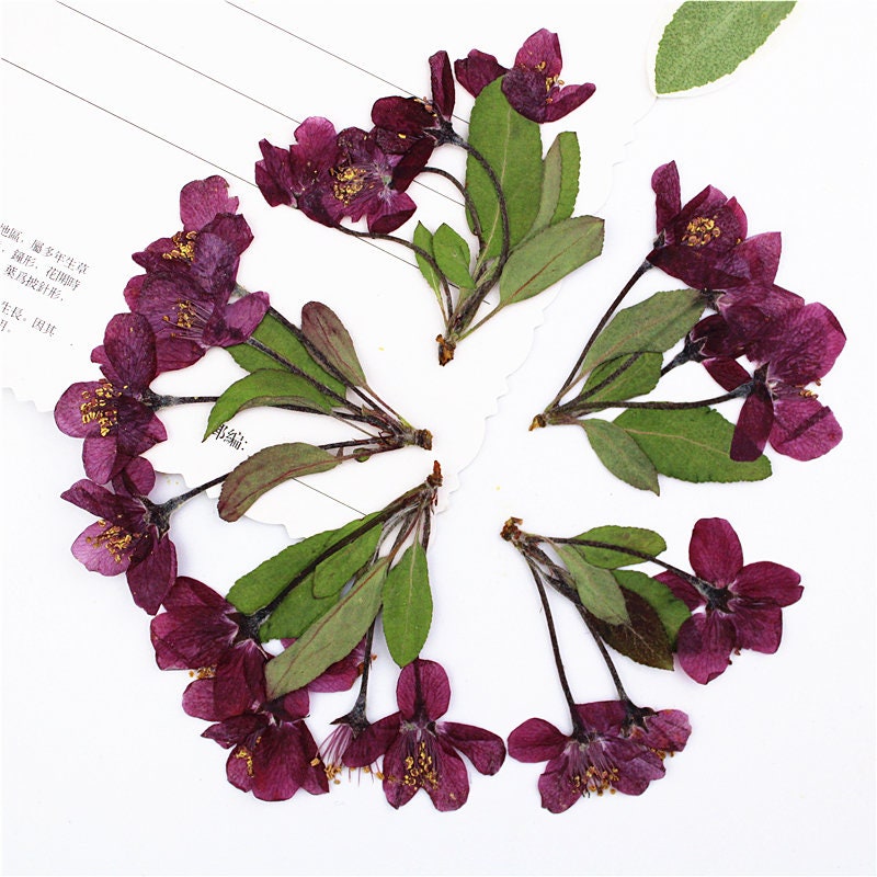 Pressed Dried Begonia Flowers: Natural Floral DIY Craft (6 PCS)