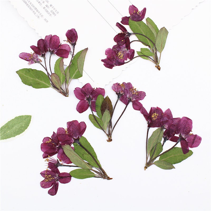 Pressed Dried Begonia Flowers: Natural Floral DIY Craft (6 PCS)