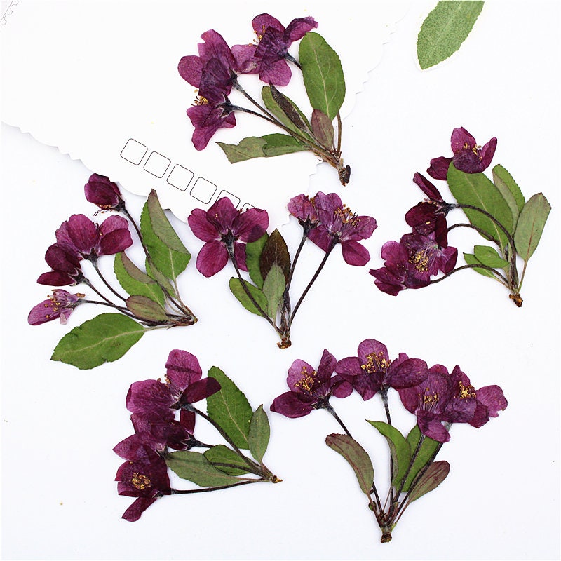 Pressed Dried Begonia Flowers: Natural Floral DIY Craft (6 PCS)