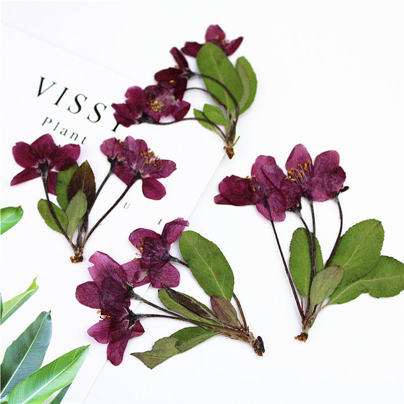 Pressed Dried Begonia Flowers: Natural Floral DIY Craft (6 PCS)