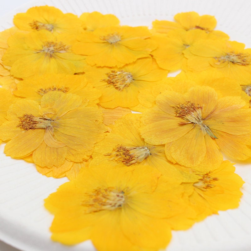 Yellow Pressed Flowers, Natural Dried Herbarium, DIY Crafts (6 PCS)