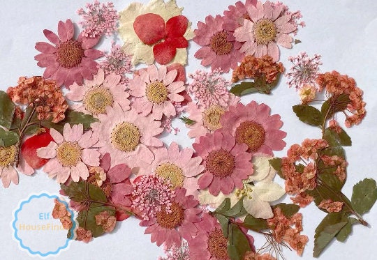 100 Pink Pressed Flowers: Mixed Dried Flowers for Crafts
