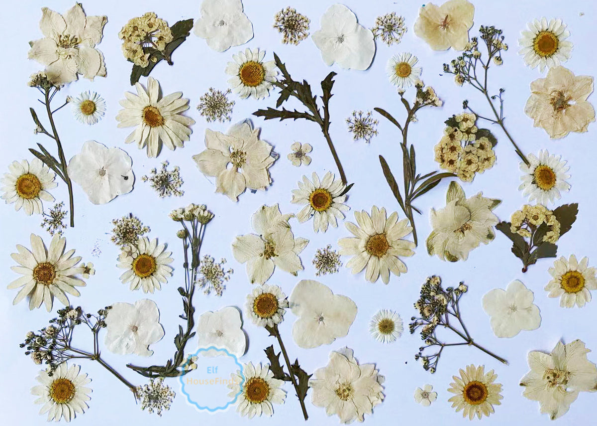 Purple Pressed Flowers 20 PCS  Real Dried Floral Embellishments