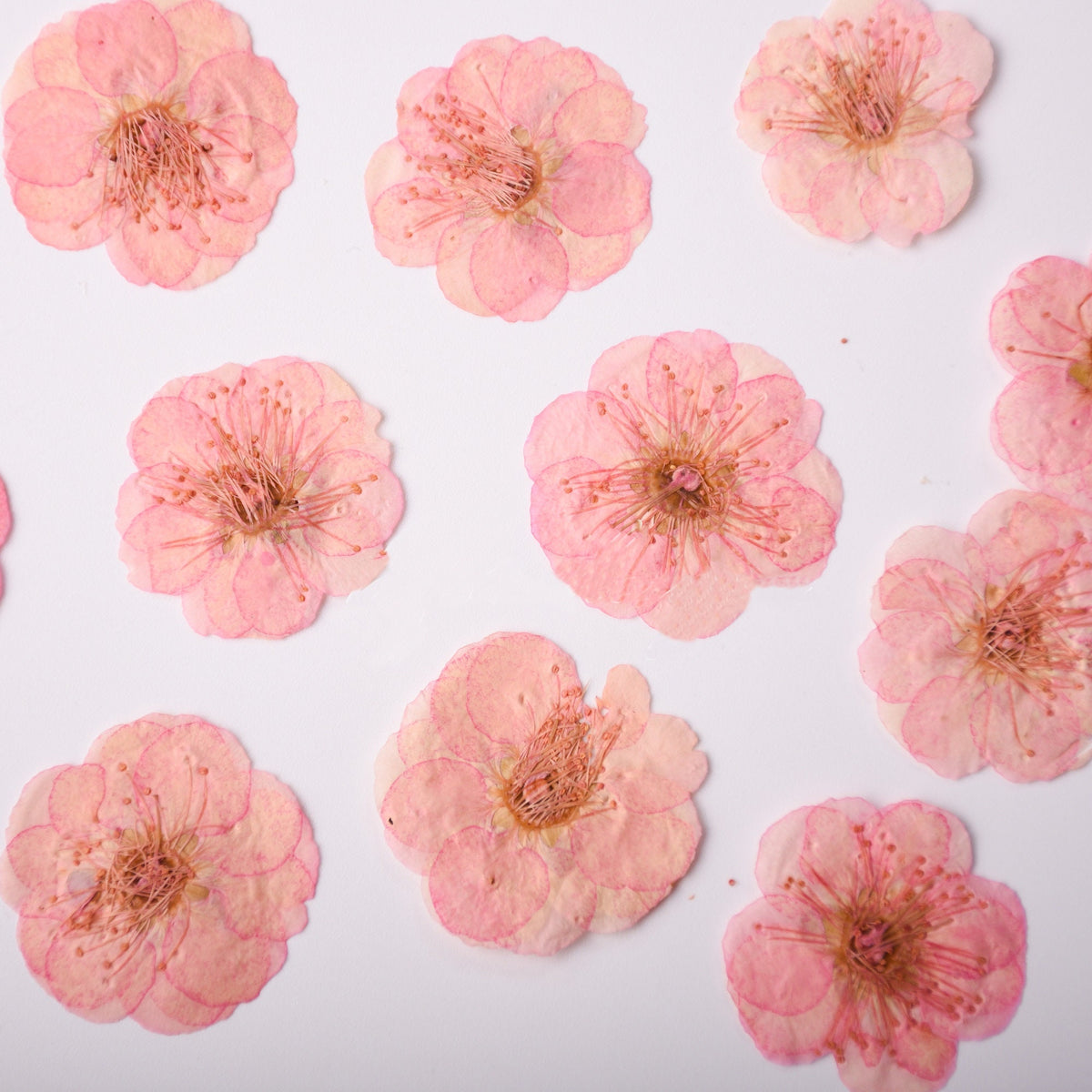 Pink Pressed Flowers: Scrapbooking Art, Set of 6
