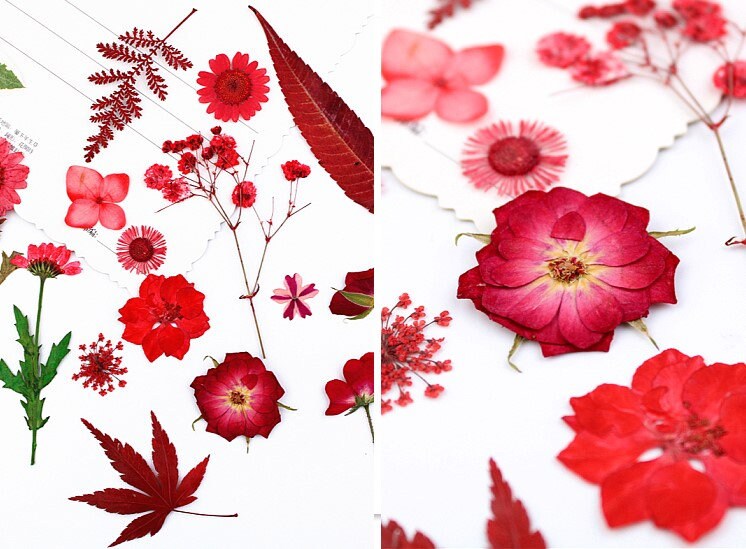 100 Red Pressed Flowers: Real Dried Flowers for Crafts