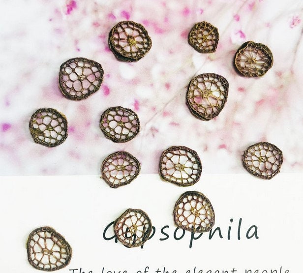 Pressed Water Lily Stem Slices: Dried Flower Art Supplies (Set of 10)
