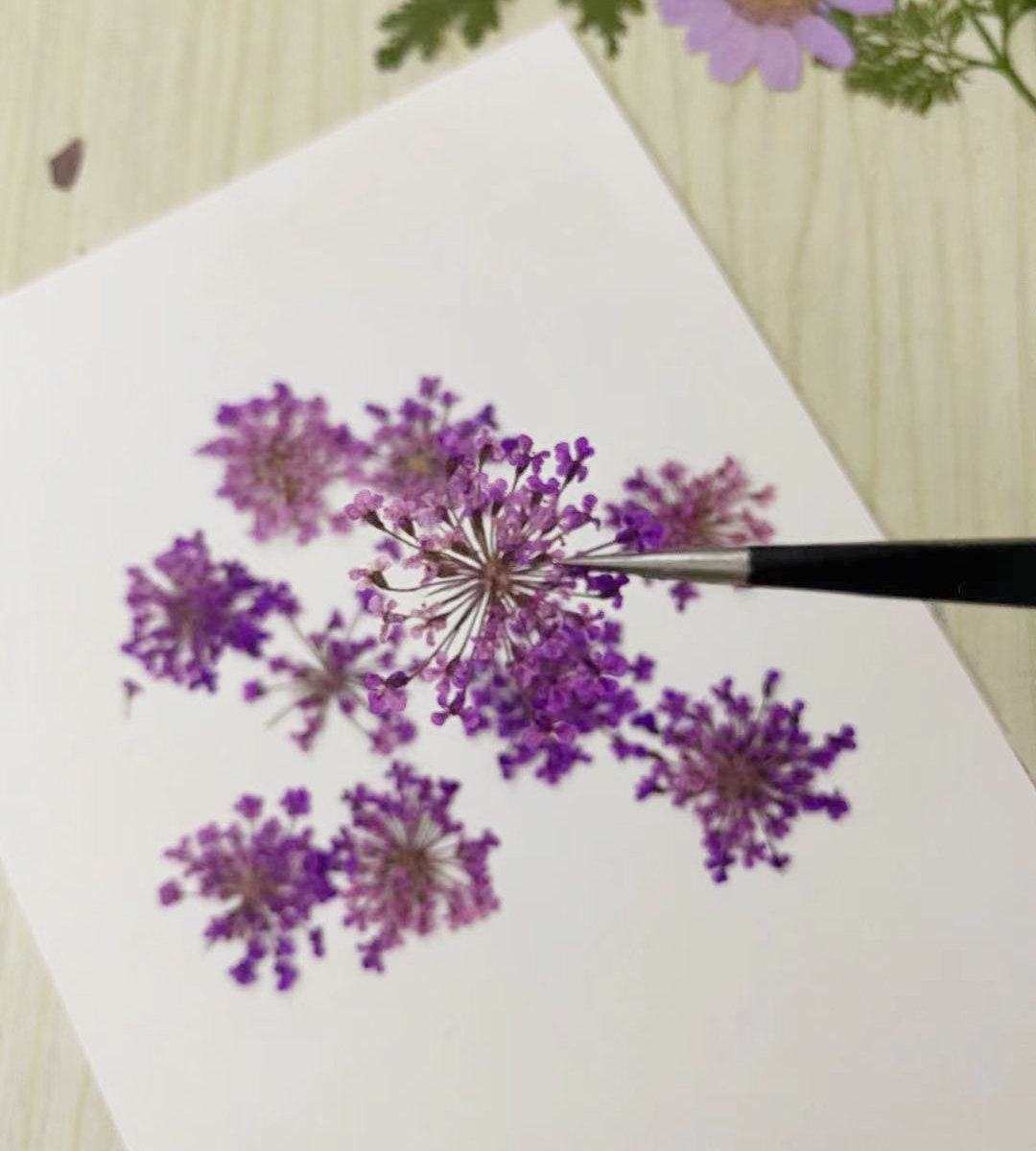 pressed flowers,Purple pressed flowers,A Pack of 10 PC,purple flower,Dried flower,resin art artist,pressed real flower,real pressed flower