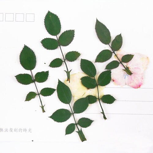 Pressed Green Rose Leaves - Green staining Dried Floral Embellishments - 12 PCS