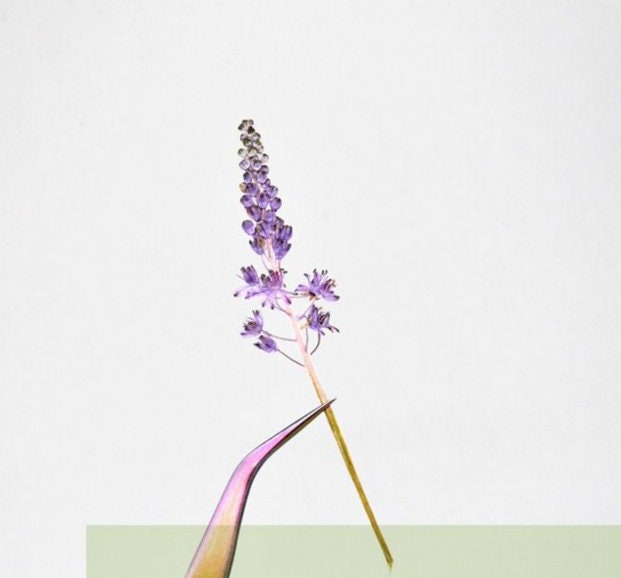 Pressed Flowers, purple Barnardia japonica Pressed Flowers 6 PCS/Pack,Pressed Flower,Dry Flat Real Flower Preserved Wild Dried flower