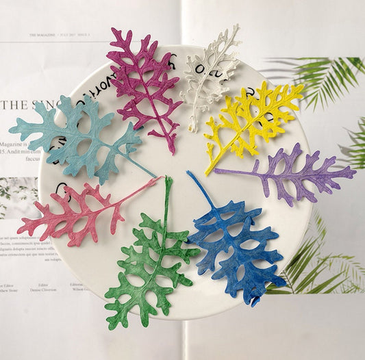 Pressed Chrysanthemum Leaves: Real Dried Flowers, Craft Supplies (12 PCS) dry flower,Pressed flowers