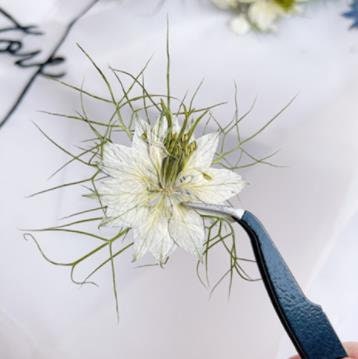 Blue Pressed Flowers: Real Dried Petals, Floral Craft Supply (6 PCS)