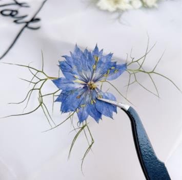 Blue Pressed Flowers: Real Dried Petals, Floral Craft Supply (6 PCS)