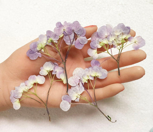 Pressed Hydrangea Flowers: Dried Blue Purple Floral Stems (6 PCS/Pack)