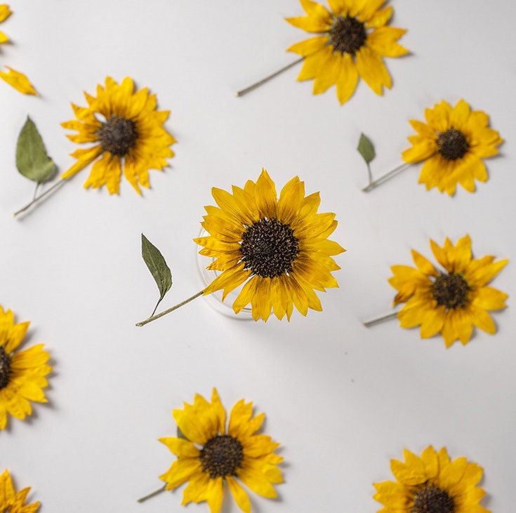 Pressed Flower,Sunflower Pressed Flower,Set of 2 PCS,Pressed Yellow Dried Flower Stem Real Pressed Flowers Dry Natural Preserved Flowers