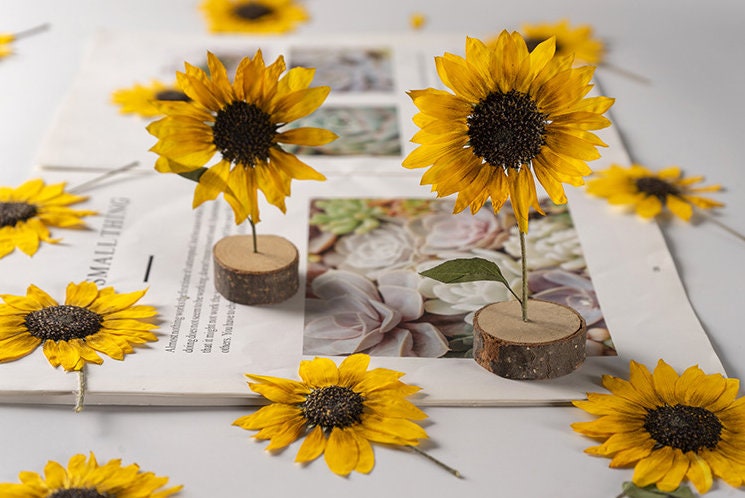 Pressed Flower,Sunflower Pressed Flower,Set of 2 PCS,Pressed Yellow Dried Flower Stem Real Pressed Flowers Dry Natural Preserved Flowers