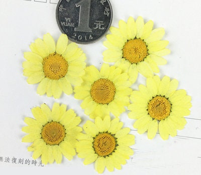 Chrysanthemum Pressed Flowers: Colorful Dried Flowers for Resin (Set of 12)