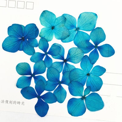 Yellow Pressed Flowers: Hydrangea Petals, Set of 12