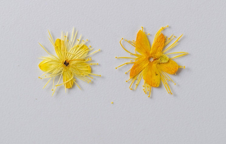Yellow Pressed Flowers, Symplocos Paniculata, Dried Flower Petals (12 PCS)