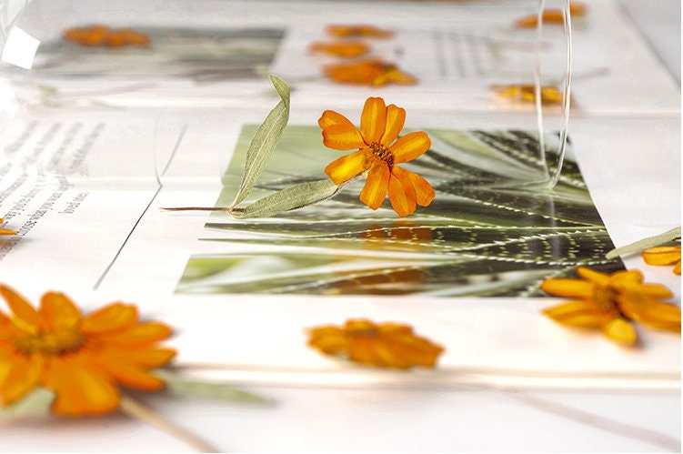 Orange Pressed Flowers, Resin Art Supplies, 8 PCS
